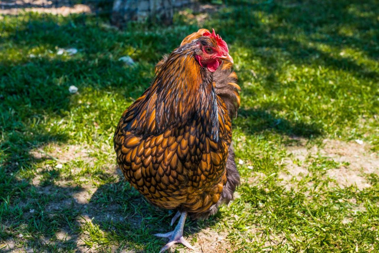 Obermayrgut Gallspach エクステリア 写真